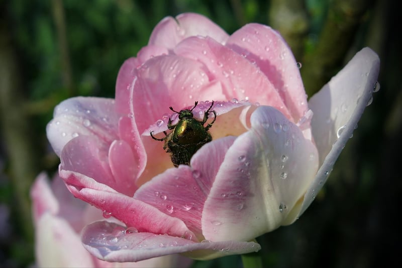 tulipe rose