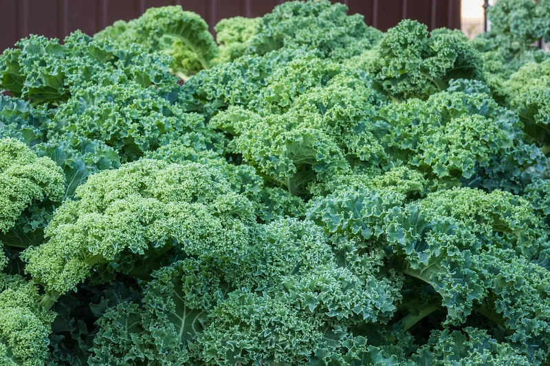 Fazit: Meine 5 Jahre Erfahrung mit regionalen Superfoods